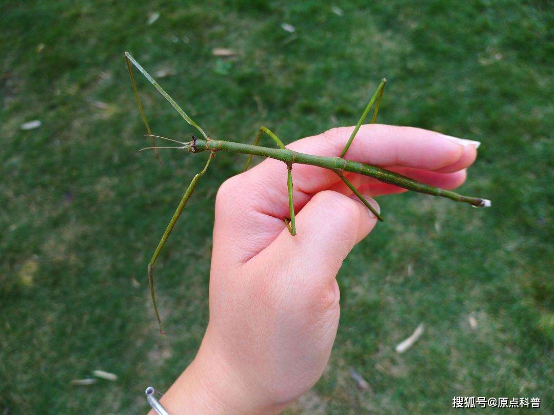 永劫无间钩锁表情包_永劫无间钩锁怎么瞬发_永劫无间钩锁升龙